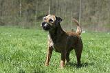 BORDER TERRIER 073